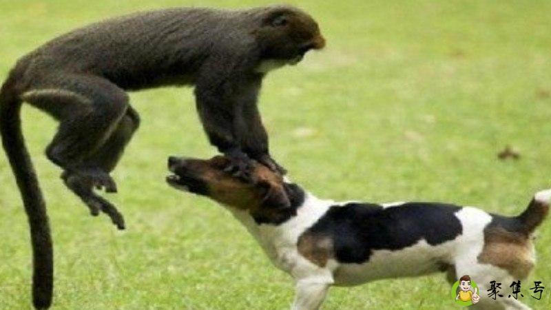 身手矫捷的动物是什么生肖