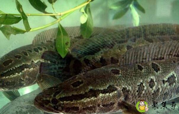 黑鱼粘液是否必须去除