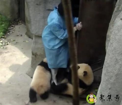 熊猫宝宝撒娇求奶妈抱抱，亲亲举高高，奶妈：这爱太沉重了！
