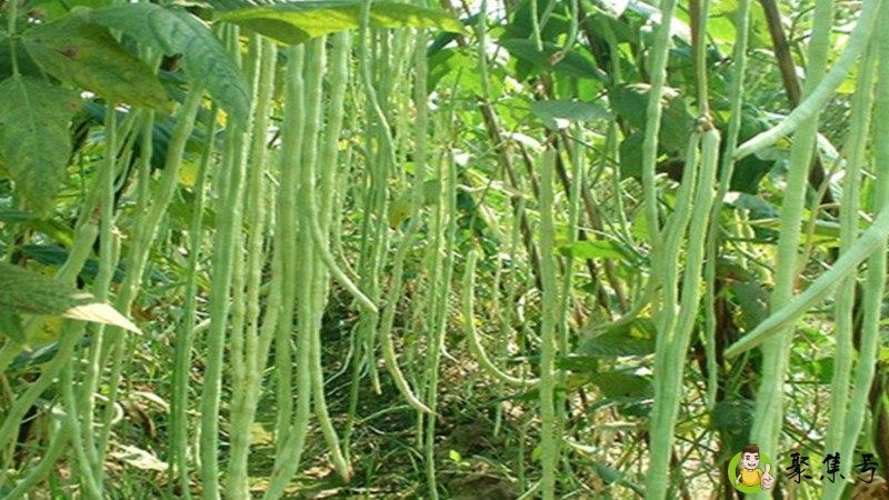 豆角焯水冻还是直接冻