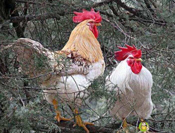 欲钱买听天由命的动物