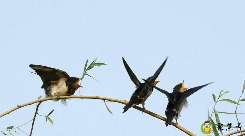 小鸟受伤了怎么处理