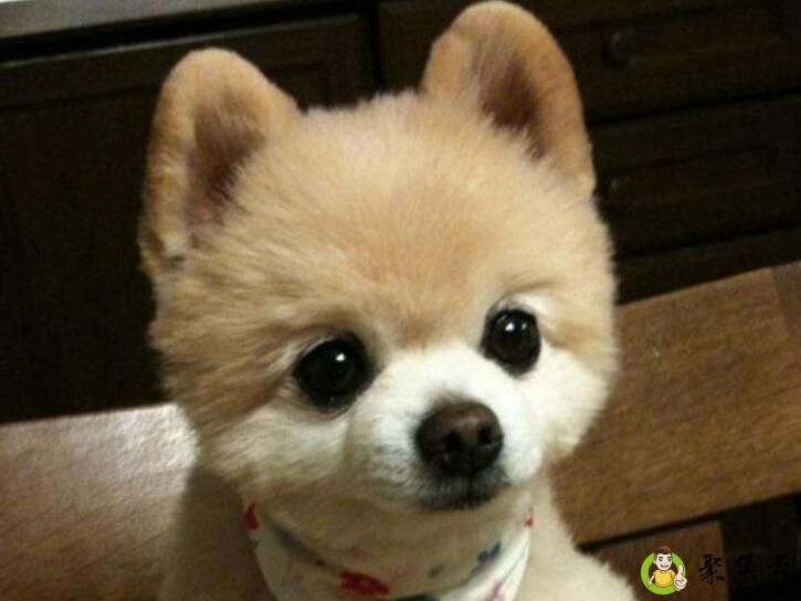 什么药能让狗停止生长