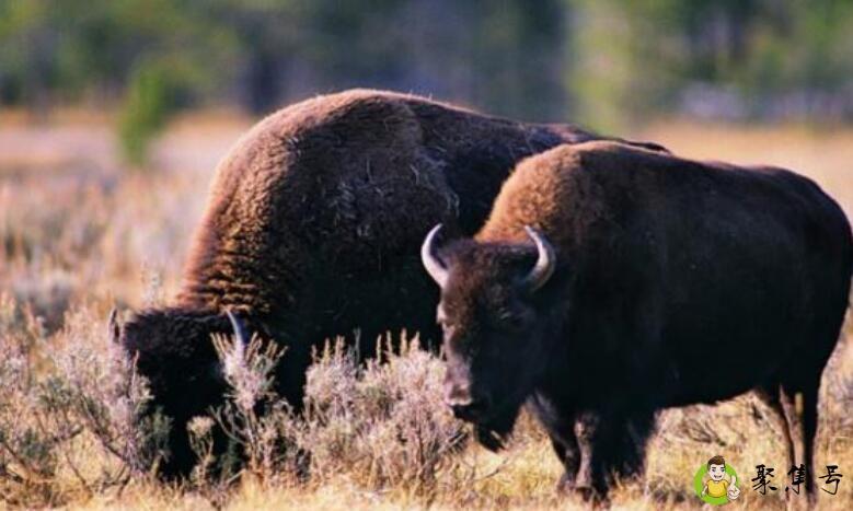 欲钱买坐怀不乱的动物