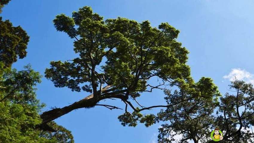 横着走是什么意思