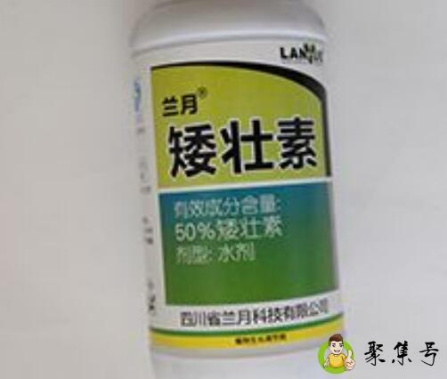 10毫升矮壮素兑多少水