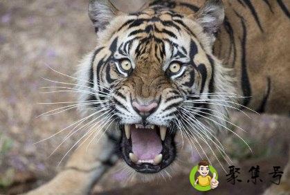 欲钱找灵古塔什么意思