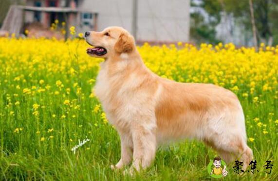 养金毛的十大坏处是什么