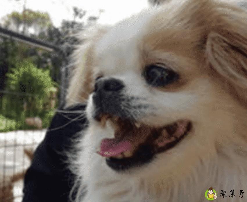 狗狗收养所是什么