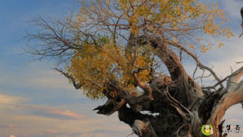 做胡杨是什么意思