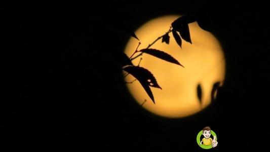 折月煮酒什么意思