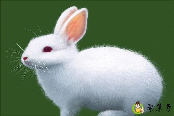 娇小玲珑甚可爱的动物