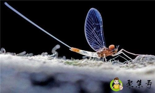 详细阅读:人生在世数蜉蝣的意思 人生在世数蜉蝣的意思