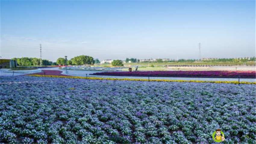 详细阅读:南京左岸花海在哪 南京左岸花海在哪
