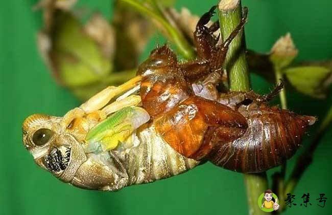 详细阅读:刚脱壳的金蝉能吃吗 刚脱壳的金蝉能吃吗