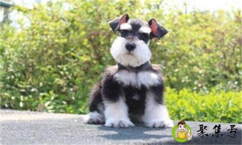 雪纳瑞寿命是多少年