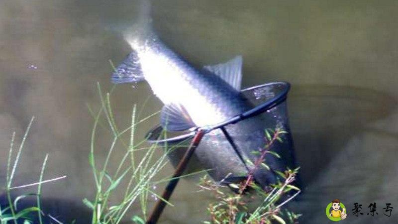 螺丝肉能钓什么鱼