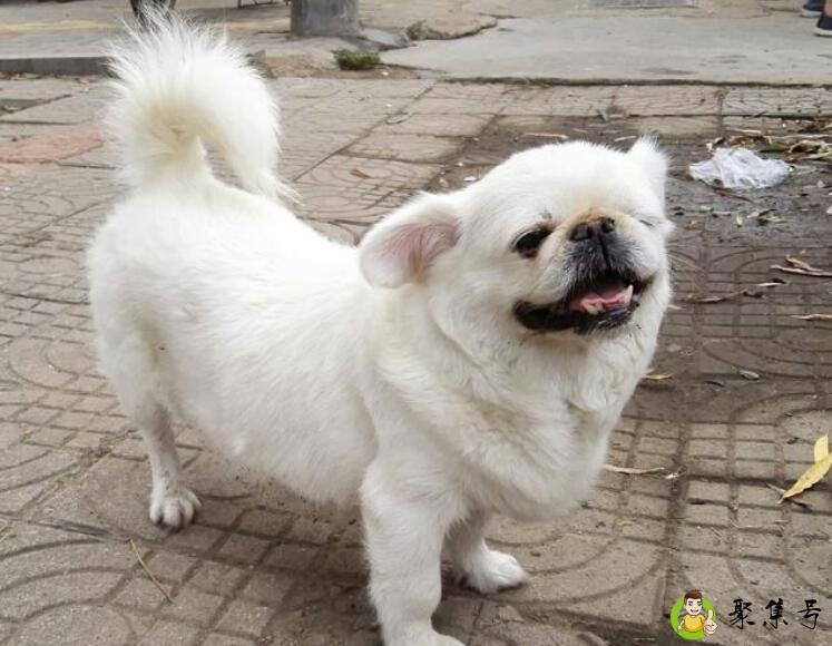 北京犬智商怎么样