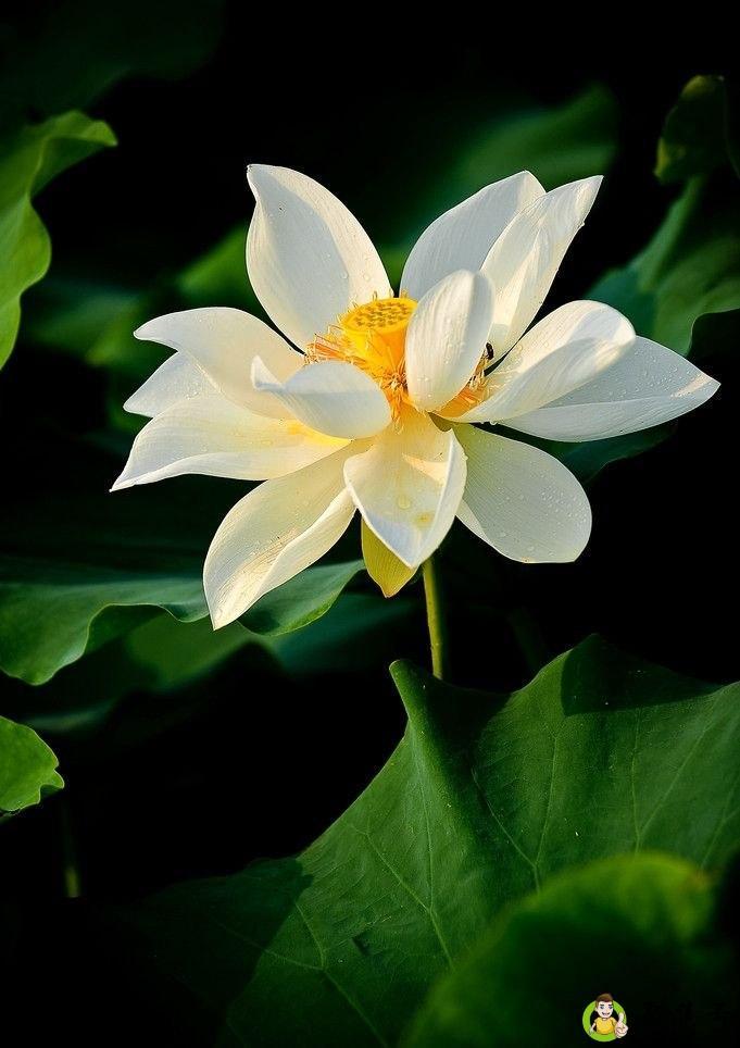 洁白无瑕的意思