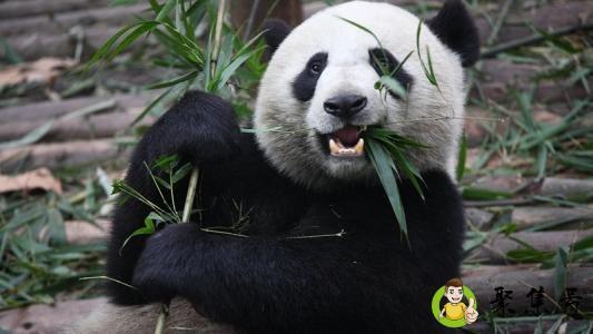 熊猫从树上摔下来不会受伤吗