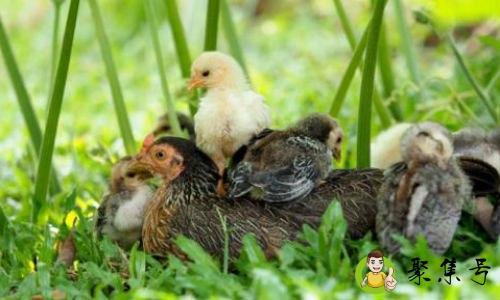 美人钗是什么动物