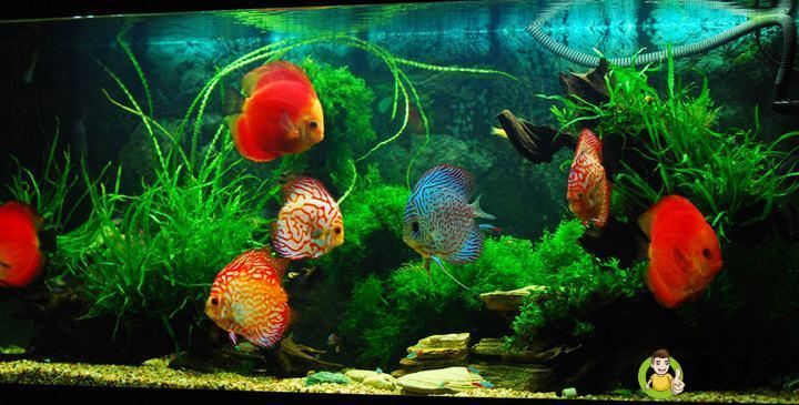 鱼缸铺底砂的利弊