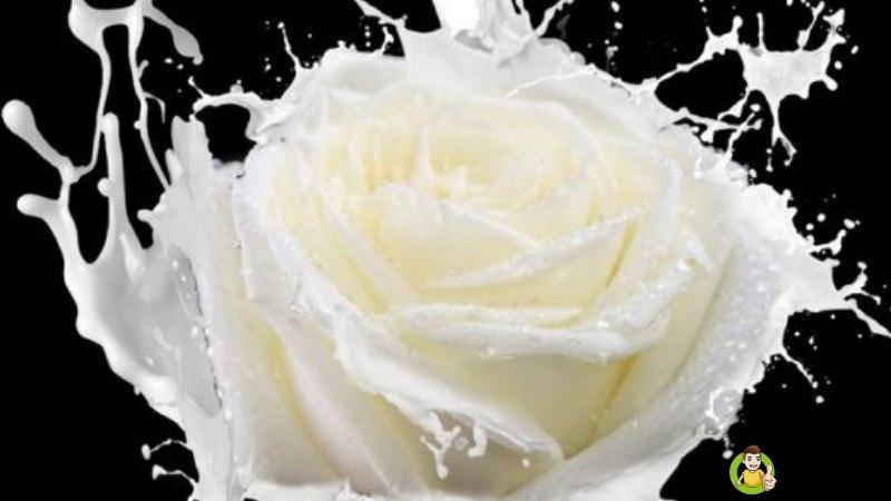 详细阅读:调制乳是牛奶吗 调制乳是牛奶吗