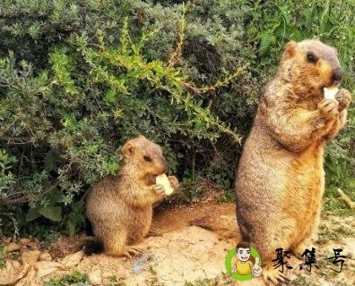 色达土拨鼠在哪里