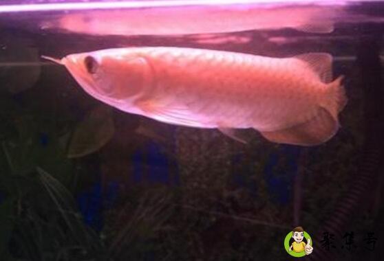 号半红龙鱼发色过程