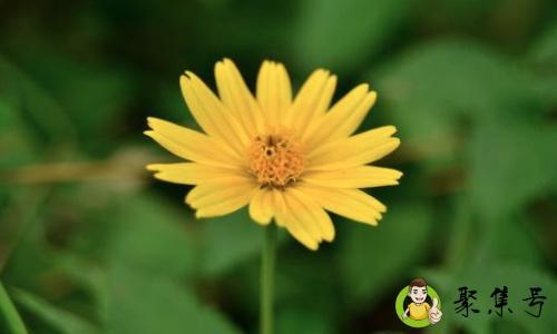 详细阅读:一花一世界一叶一乾坤是什么意思 一花一世界一叶一乾坤是什么意思