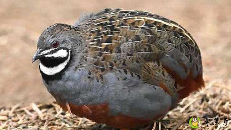 鹌鹑属于什么类