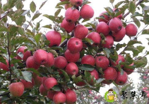 红肉苹果好吃吗