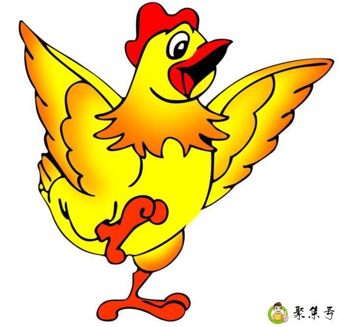 鸡的翅膀有什么特点