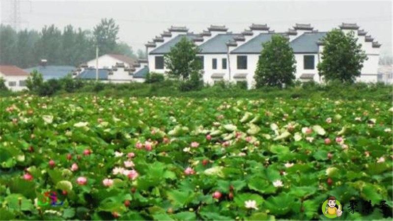 详细阅读:西梗莲香在哪里 西梗莲香在哪里