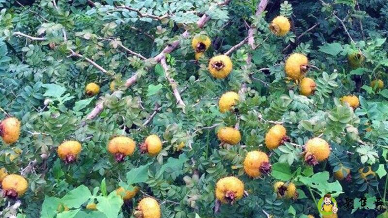 详细阅读:嵌入式培养是啥意思 嵌入式培养是啥意思