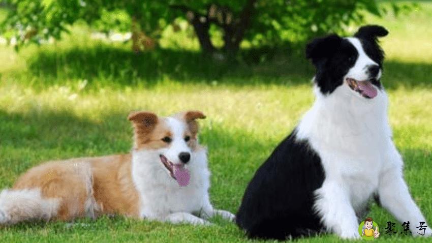 详细阅读:狗一般能活多少年 狗一般能活多少年