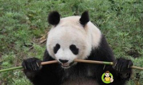 熊猫的生活特点是什么