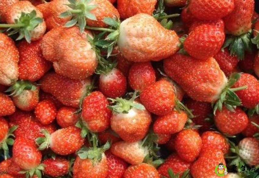详细阅读:草莓坏了是什么样子 草莓坏了是什么样子