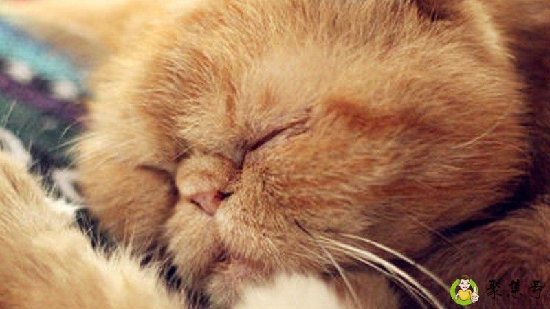 加菲猫寿命有多长