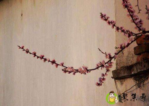 春色满园关不住的下一句