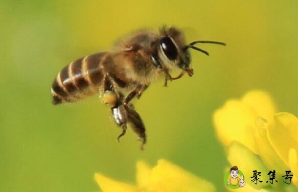 详细阅读:世界蜜蜂日是什么 世界蜜蜂日是什么