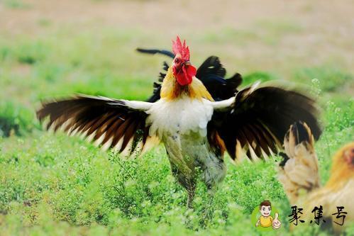 详细阅读:4斤重的鸡杀后净重 4斤重的鸡杀后净重