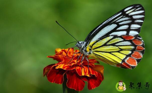 详细阅读:蝴蝶会蜇人吗 蝴蝶会蜇人吗