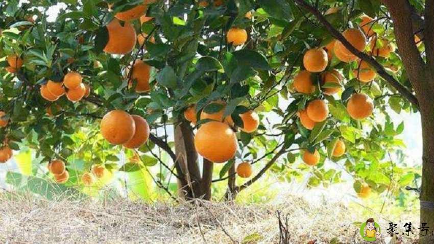 详细阅读:广东有什么水果特产 广东有什么水果特产