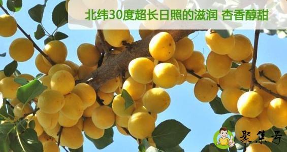 详细阅读:吊杆杏和小白杏的区别 吊杆杏和小白杏的区别