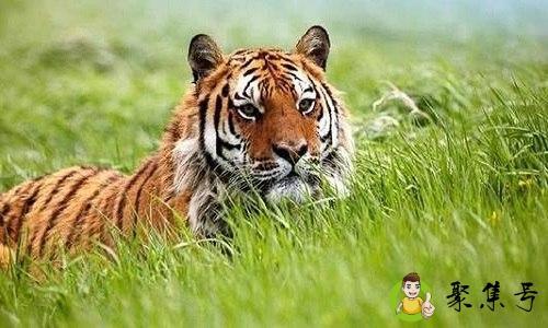 详细阅读:你太虎了是什么意思 你太虎了是什么意思