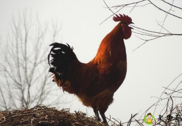 详细阅读:欲钱买早起打鸣的动物 欲钱买早起打鸣的动物