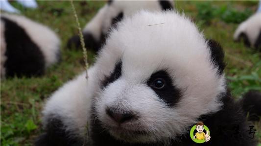 详细阅读:熊猫为什么不吃肉 熊猫为什么不吃肉