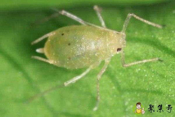 详细阅读:蚜虫的危害 蚜虫的危害
