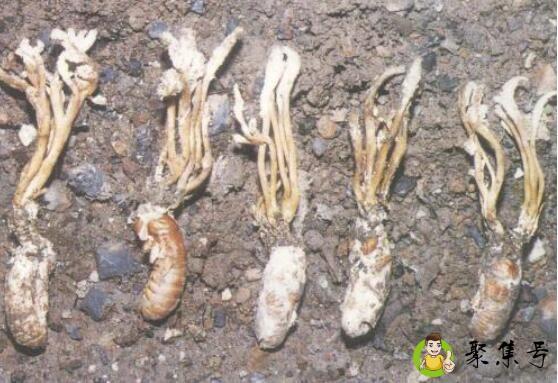 详细阅读:蝉花和金蝉花区别 蝉花和金蝉花区别